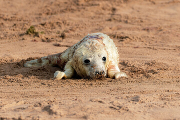 Fototapeta premium Young White Grey Seal Pup
