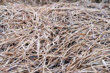 Dead grass of the nature background