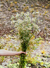 bouquet of small white flowers Erigeron annuus,Aster annuus, annual fleabane, daisy fleabane, eastern daisy fleabane in female hand against rocks natural background botanical
