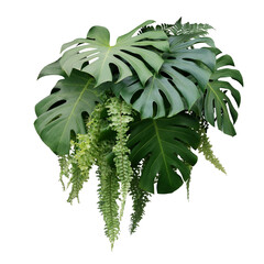 Tropical foliage plant bush of Monstera and hanging fern green leaves floral arrangment nature...