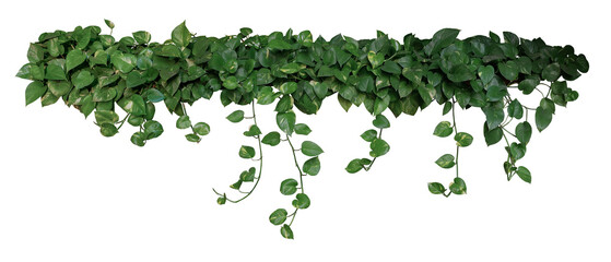 Houseplant bush with hanging green variegated heart-shape leaves of devil’s ivy or golden pothos...
