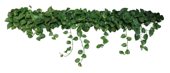 Houseplant bush with hanging green variegated heart-shape leaves of devil’s ivy or golden pothos (Epipremnum aureum) popular foliage tropical plant