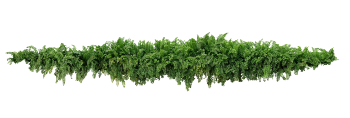 Green leaves tropical foliage plant bush of cascading Fishtail fern or forked giant sword fern (Nephrolepis spp.) the shade garden landscaping shrub plant