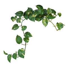 Heart shaped green variegated leave hanging vine plant bush of devil’s ivy or golden pothos...