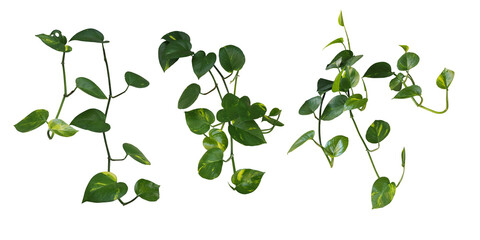 Heart shaped green variegated leave hanging vine plant bush of devil’s ivy or golden pothos...