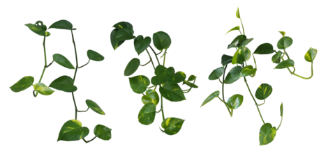 Heart shaped green variegated leave hanging vine plant bush of devil’s ivy or golden pothos (Epipremnum aureum) popular foliage tropical houseplant