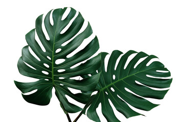 Dark green leaves of monstera or split-leaf philodendron (Monstera deliciosa) the tropical foliage...