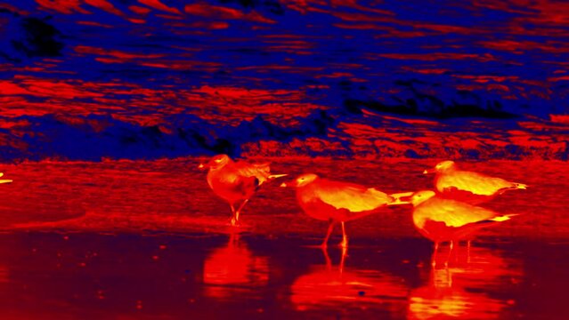 A group of rare seagulls (Hemprich's gull (Adelarus hemprichii, Larus hemprichii)) on the shore of the Red Sea, Illustration of thermal image.