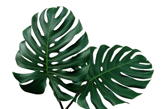 Dark green leaves of monstera or split-leaf philodendron (Monstera deliciosa) the tropical foliage houseplant