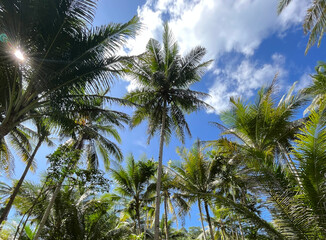 Fototapeta premium coconut trees