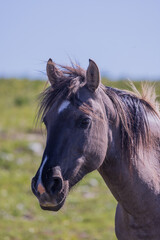 Obraz premium Wild Horse in Summer in the Pryor Mountains of Montana