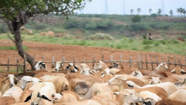 Video footage of many sheep's jumping in a pen on a village side in India