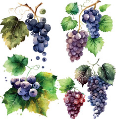 Vector Grapes. set of grapes and vine leaves watercolor illustration. White, red and pink grapes