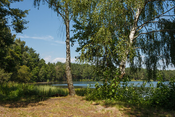 View of the forest lake. Through the tree you can see the surface of the water and the blue sky