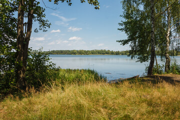 View of the forest lake. Through the tree you can see the surface of the water and the blue sky
