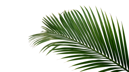 Green leaves of nipa palm or mangrove palm (Nypa fruticans) tropical evergreen plant palm frond