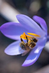bee on flower
