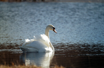 white swan on water illuminated by sunlight on blurred background2
