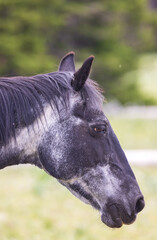 Wild Horse in Summer in the Pryor Mountains of Montana