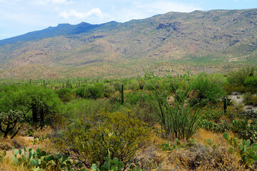 Early Morning Saguaro National Park
