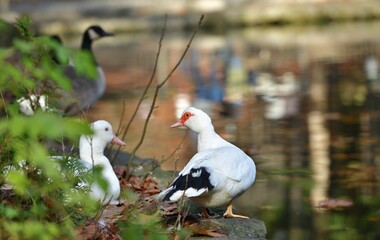 Portrait of a muscovy duck with a red beak and a red spot around the eyes