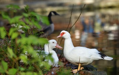 Portrait of a muscovy duck with a red beak and a red spot around the eyes