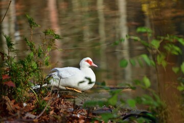 A waterfowl muscovy duck sits in the bushes on the bank of a pond