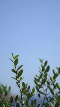A vertical video of green olive tree branches with leaves against a blue sky swaying on a sunny day 