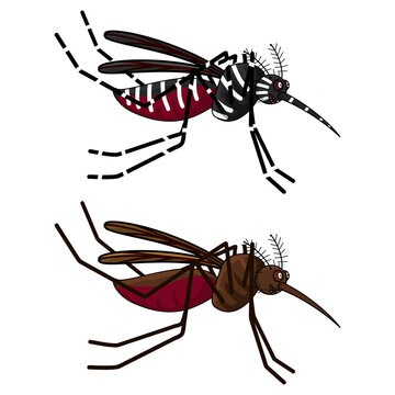 2d cartoon stylized illustrations of the Aedes and Anopheles mosquitoes.