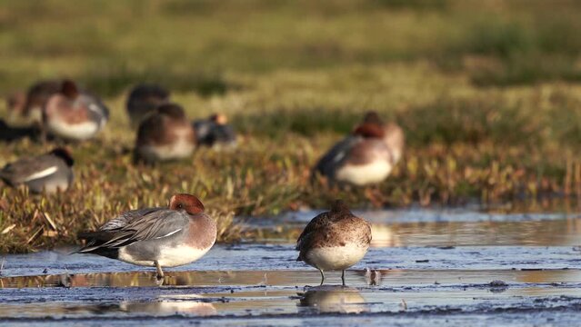 Male Eurasian wigeons or European wigeons (Mareca penelope) standing on a ditch covered with ice