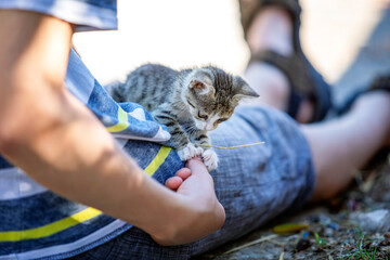 Street Kittens in Croatia - 581141174