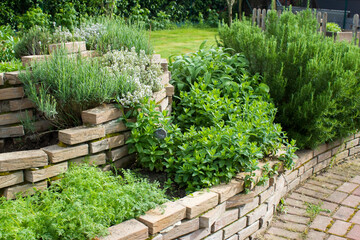 herb spiral in the garden with fresh herbs - 581141584