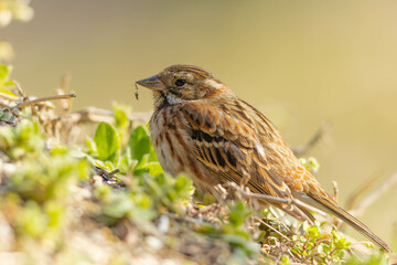 土手に座るカシラダカ
