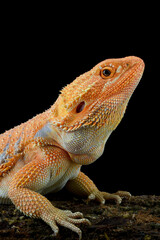 Close-up photo of a bearded dragon