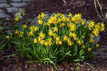 The daffodil, Narcissus pseudonarcissus, yellow narcissus flowers in a park