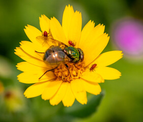 fly on a yellow flower
