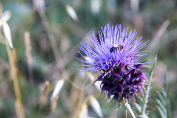 Cardo Mariano com abelha na flor