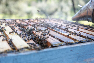 Colmeia com abelhas a trabalhar e fumegador