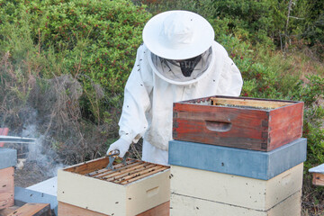 Apicultor a trabalhar numa colmeia