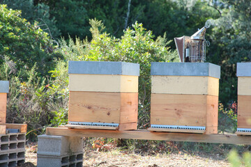 Colmeias num apiário, com fumegador