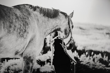 A black-and-white image of a gray spotted horse, which is led by a rope by a horse breeder across a field on a sunny summer day. Livestock.