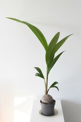 Fototapeta na wymiar Coconut palm (Cocos nucifera) indoor tree, isolated on a white background. Portrait orientation.