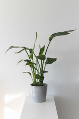 Strelitzia nicolai, aka bird of paradise, houseplant with large green leaves, isolated on a white background in a gray pot. Portrait orientation.