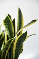 Sansevieria (Dracaena) trifasciata laurentii, aka snake plant or monther-in-laws tongue. Houseplant with linear-lanceolate green and yellow leaves. Isolated on a white background, in portrait.