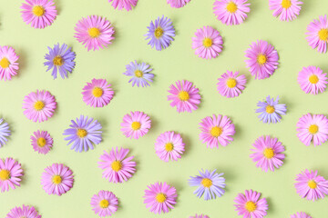 Fototapeta na wymiar Floral style background of pink and purple flower aster on green background. Spring and summer colorful flowers pattern. Flat lay, top view, mockup. Aesthetic flowery fashion pattern.