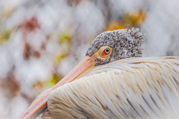 Portrait spot billed pelican with light background