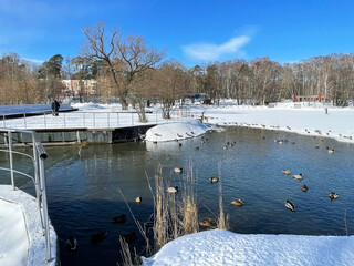 Ducks swiming in  Pekhorka river in early spring. Moscow region, Balashikha city