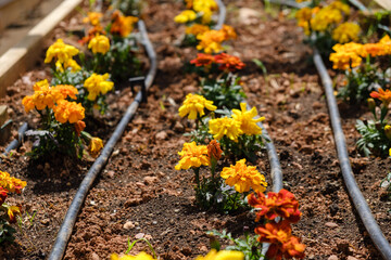 Little home flowers garden drip irrigation