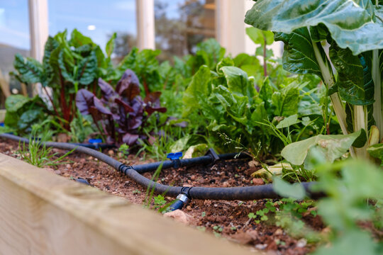 Green home  garden drip irrigation