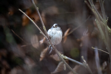 Schwanzmeise, long-tailed tit